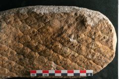 Foto (Detailansicht) von Lepidodendron aculeatum St. (NHMW-GEO-2024-0188-11018)